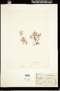 Gelidium coreanum image
