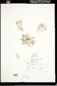 Herposiphonia grandis image