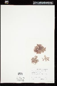 Pterothamnion pectinatum image