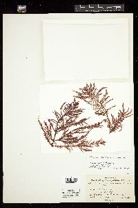 Neoptilota californica image