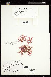 Rhodymenia pseudopalmata image