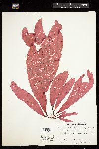 Sparlingia pertusa image
