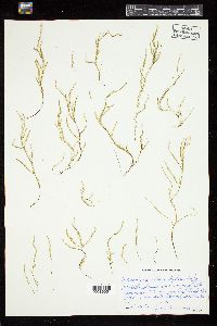 Arthrocladia villosa image