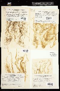 Dictyosiphon foeniculaceus image