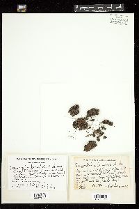 Pleurocladia lacustris image