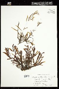 Sargassum filipendula image