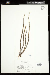 Scytosiphon lomentaria image