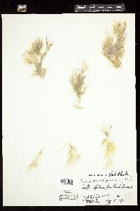 Spongomorpha aeruginosa image