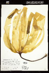 Laminaria digitata image