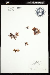 Gigartina macrocarpa image