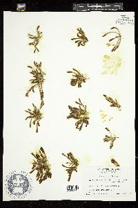 Dasycladus vermicularis image