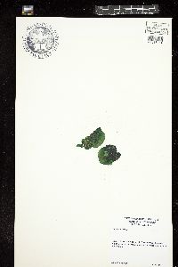 Rivularia australis image