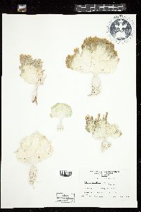 Udotea spinulosa image