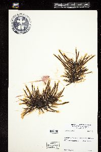 Cystophora torulosa image