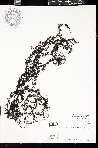 Sargassum pteropleuron image