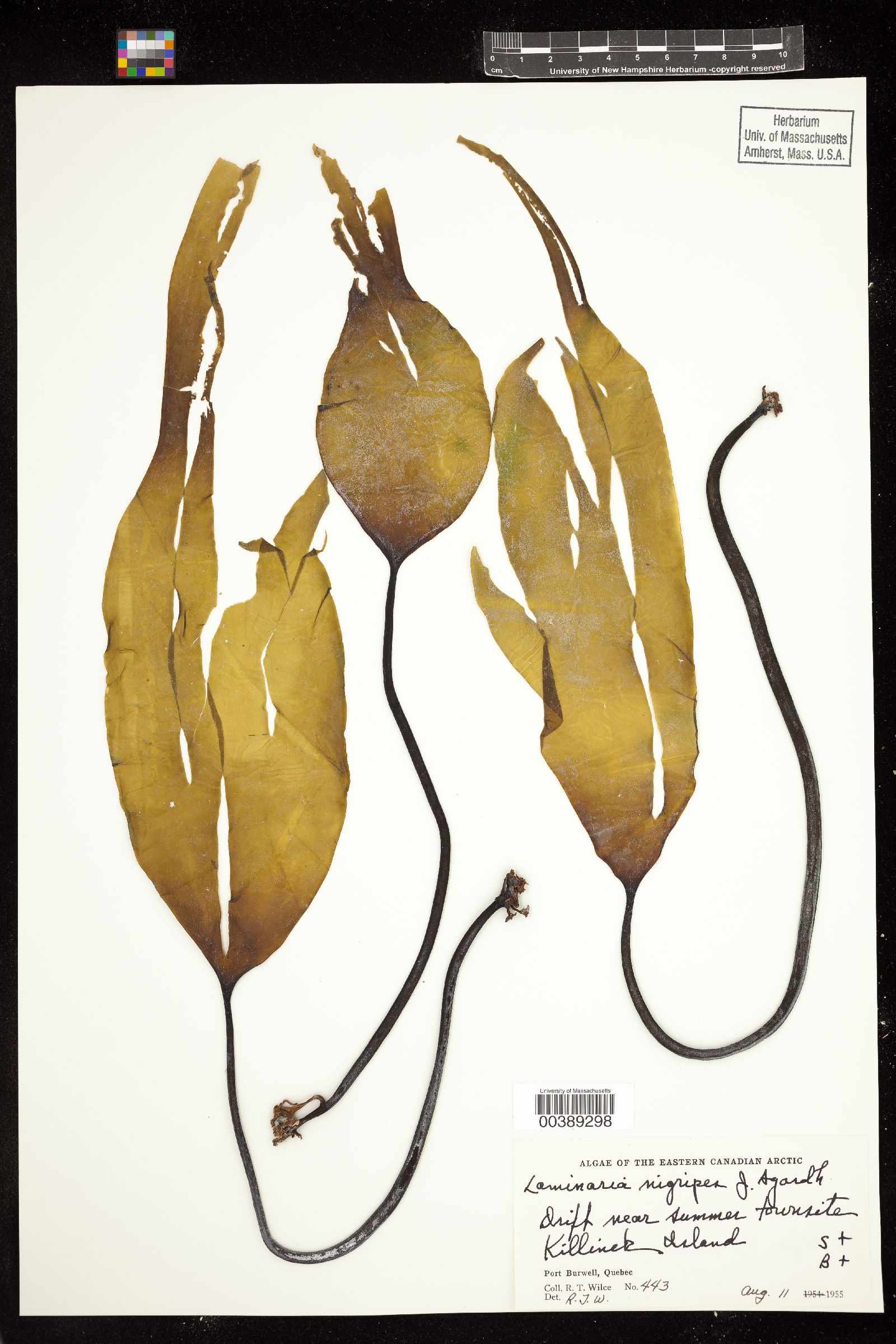 Laminaria nigripes image