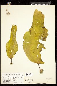 Laminaria solidungula image