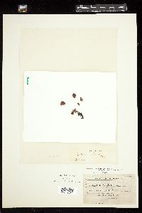 Rhodochorton purpureum image