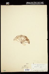 Ahnfeltia plicata f. furcellata image