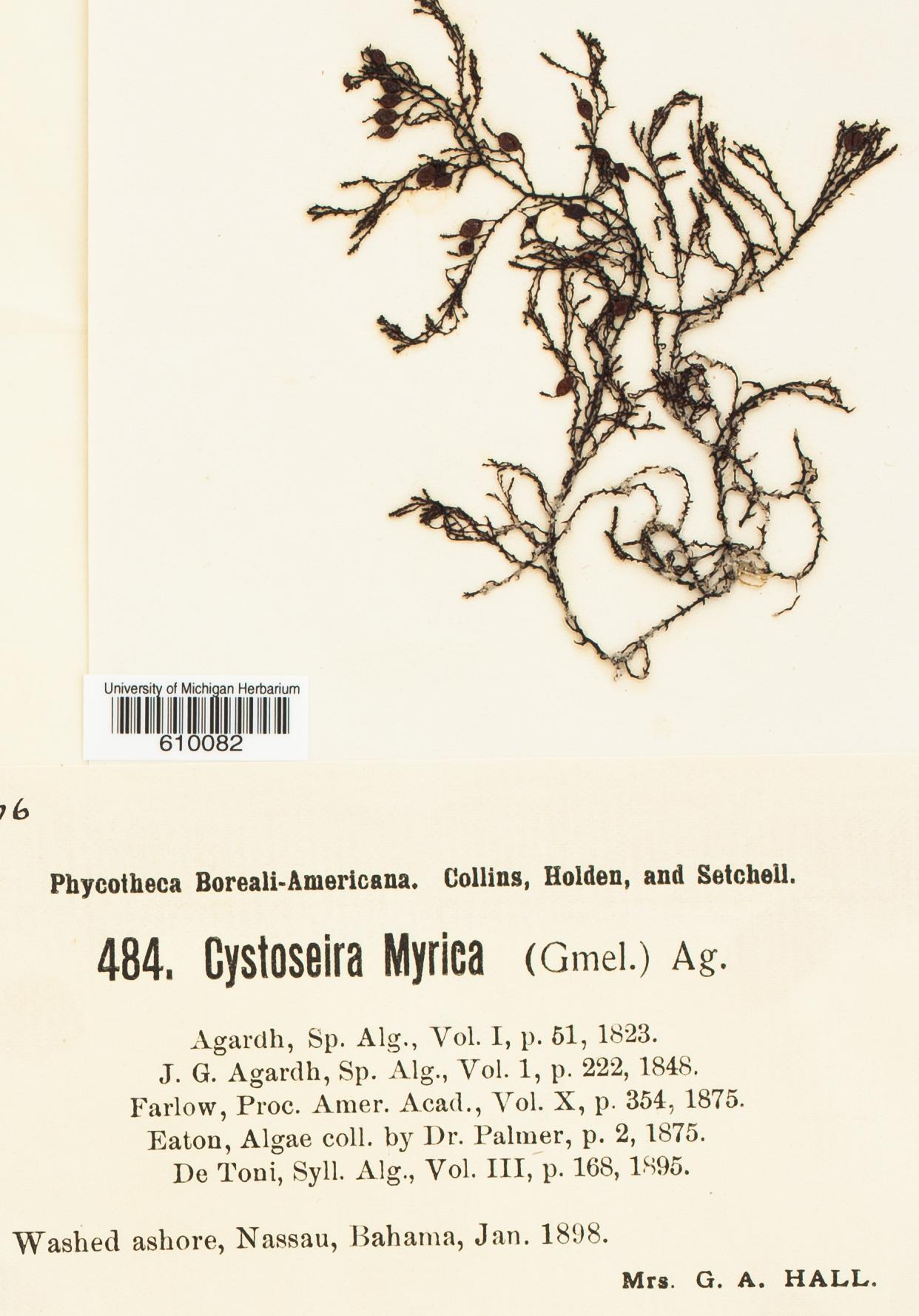 Polycladia myrica image