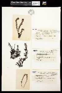 Sargassum acinacifolium image