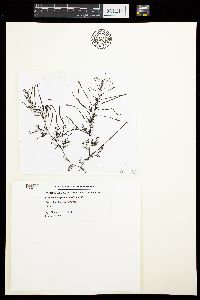 Image of Sargassum angustifolium