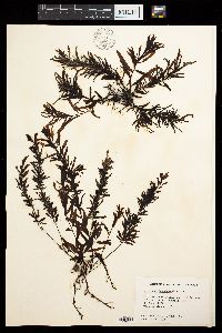 Sargassum brandegeei image