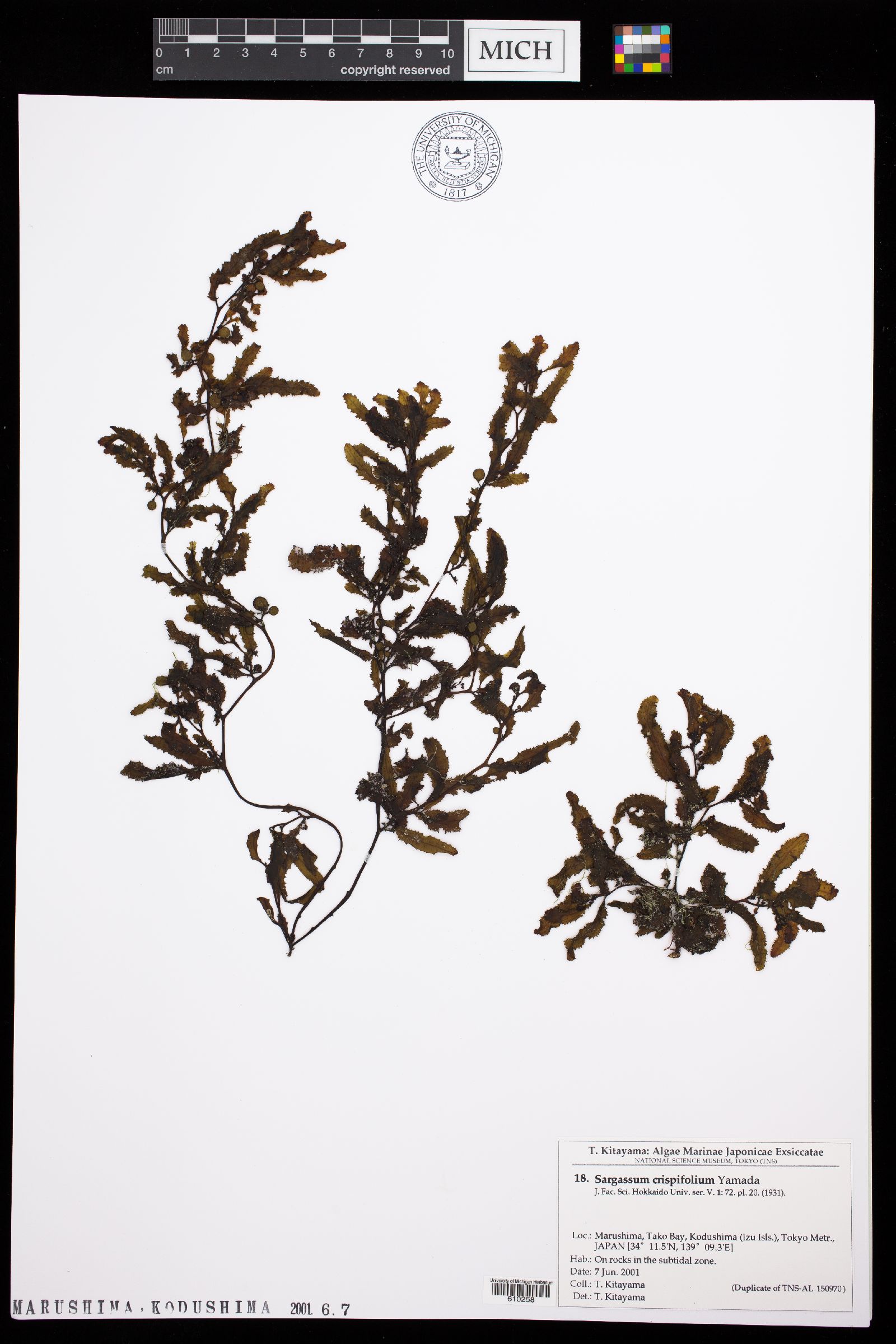 Sargassum crispifolium image