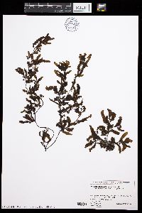 Image of Sargassum crispifolium