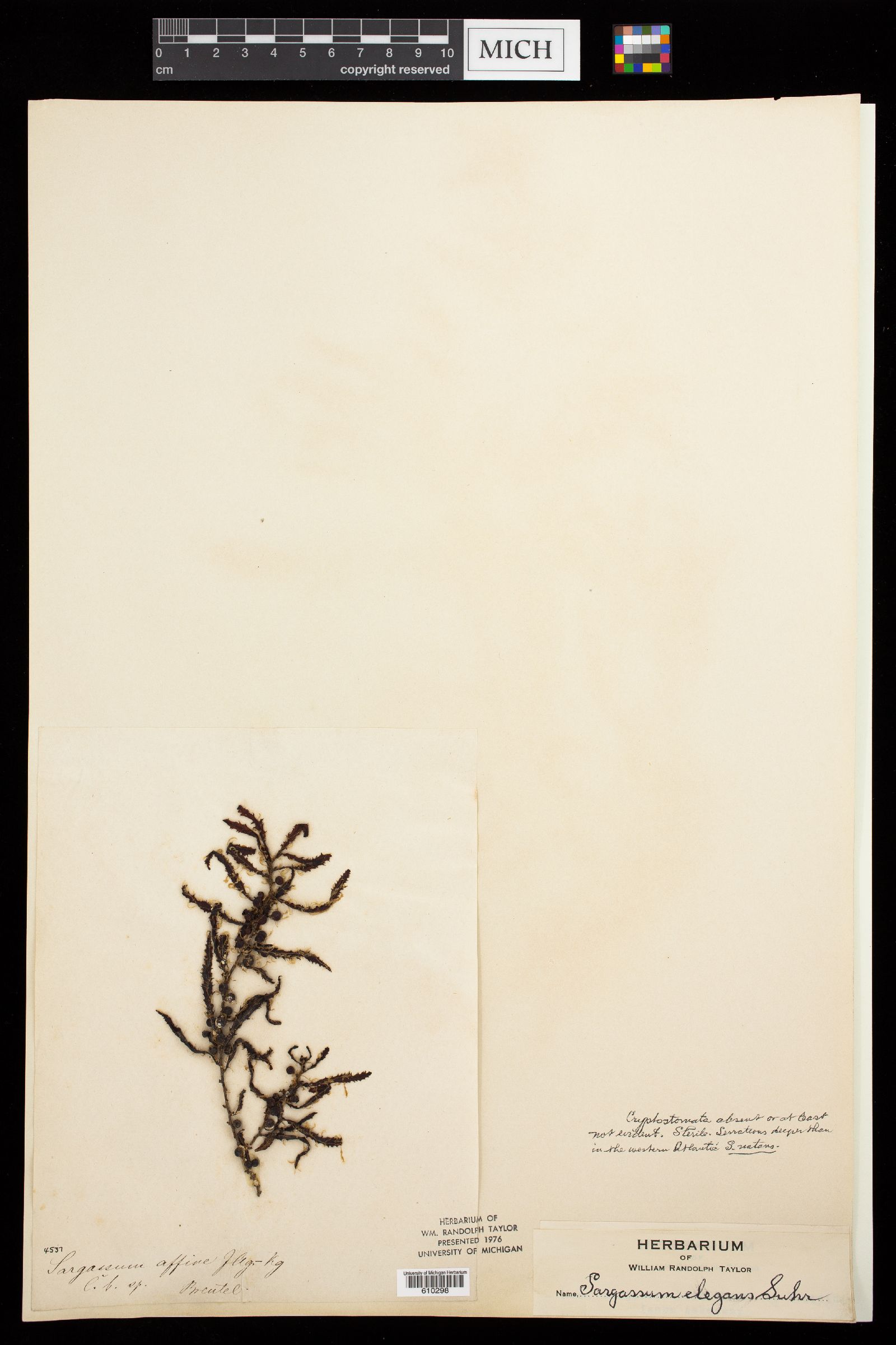 Sargassum elegans image