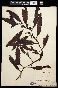 Image of Sargassum giganteifolium