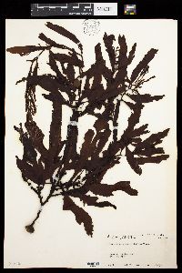 Sargassum giganteifolium image