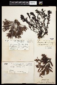 Sargassum howellii image