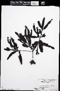 Sargassum macrocarpum image