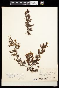 Sargassum myriocystum image