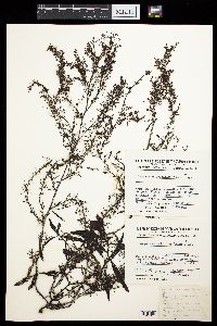 Sargassum pallidum image