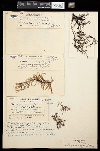 Sargassum ramifolium image