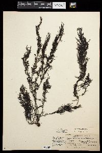 Sargassum ramifolium image