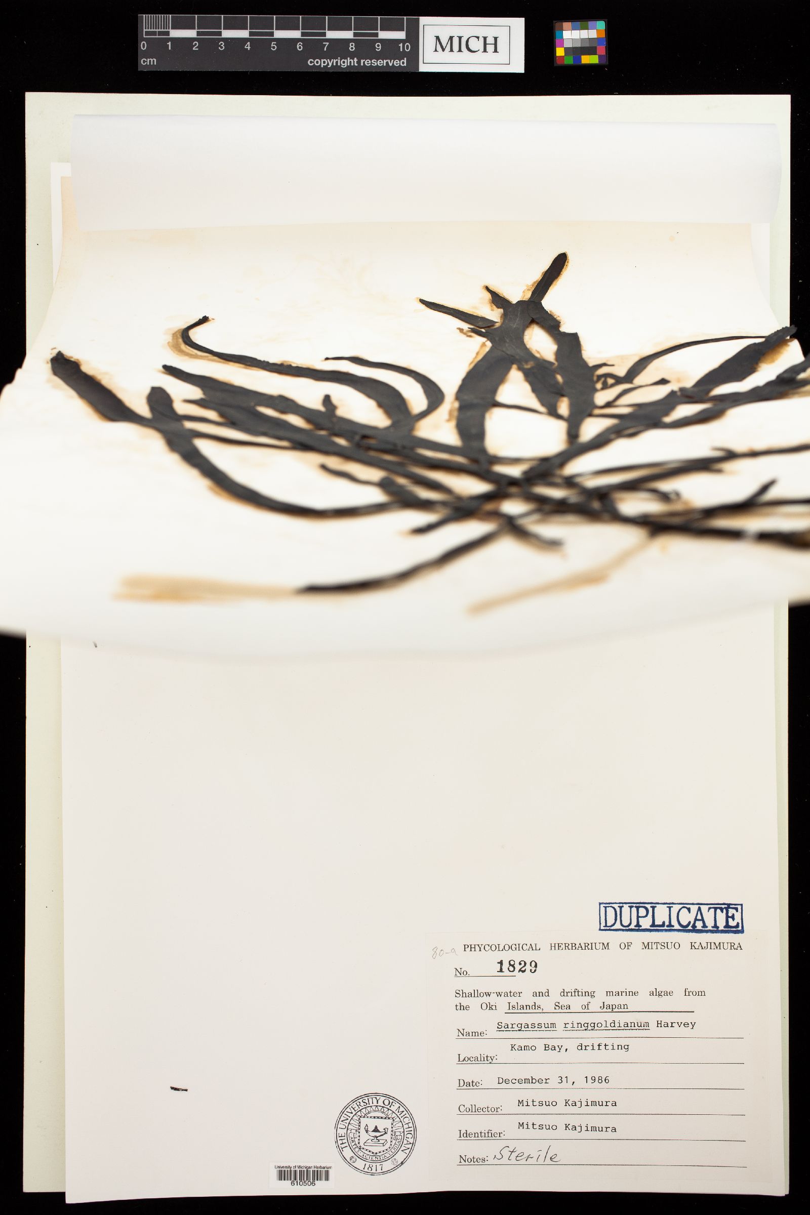 Sargassum ringgoldianum image
