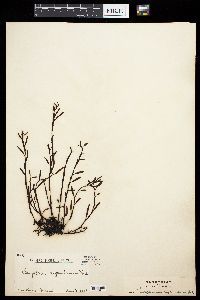 Sargassum sagamianum image