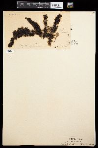Sargassum spinifex image