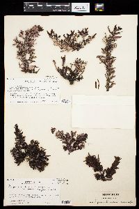 Sargassum bermudense var. contractum image