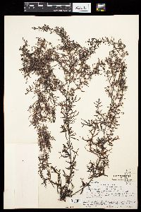 Sargassum bermudense var. hillebrandtii image