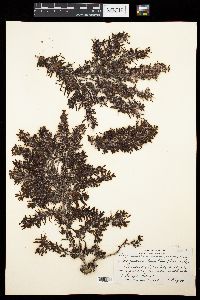 Sargassum bermudense image