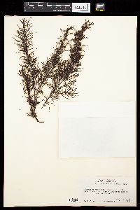 Sargassum bermudense var. pinnatifidum image