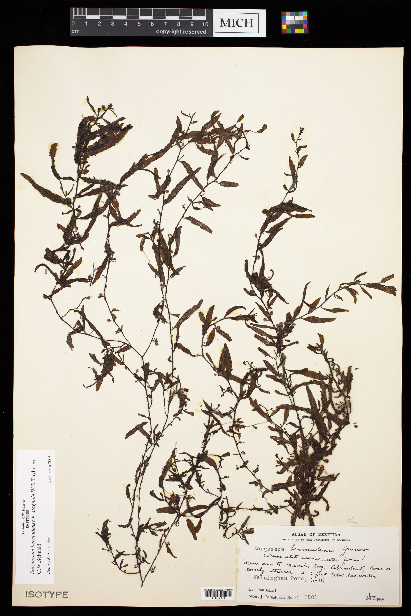 Sargassum bermudense var. stagnale image