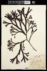 Fucus vesiculosus image