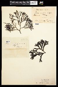 Fucus virsoides image