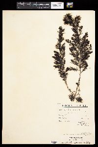 Acrocarpia paniculata image