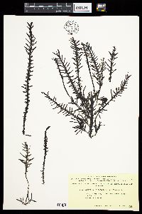 Carpophyllum maschalocarpum image